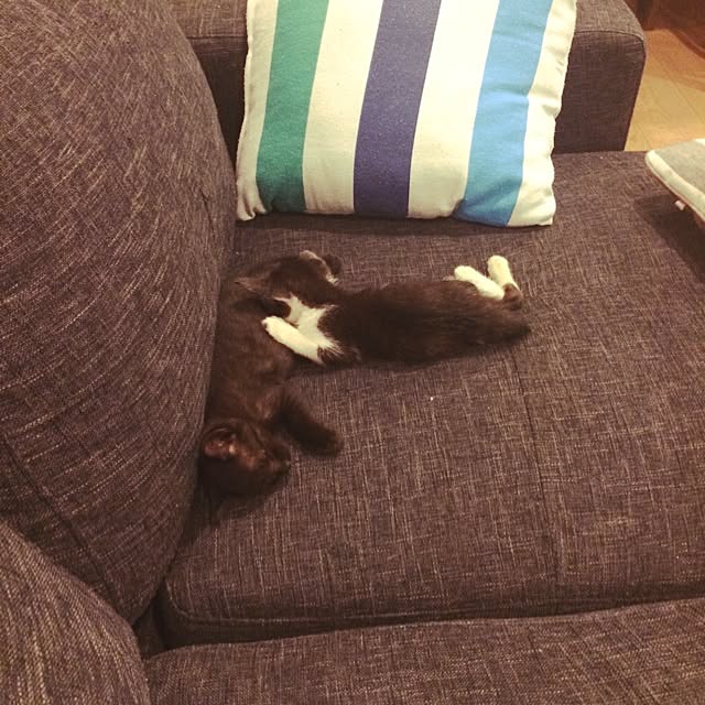 taeさんの実例写真