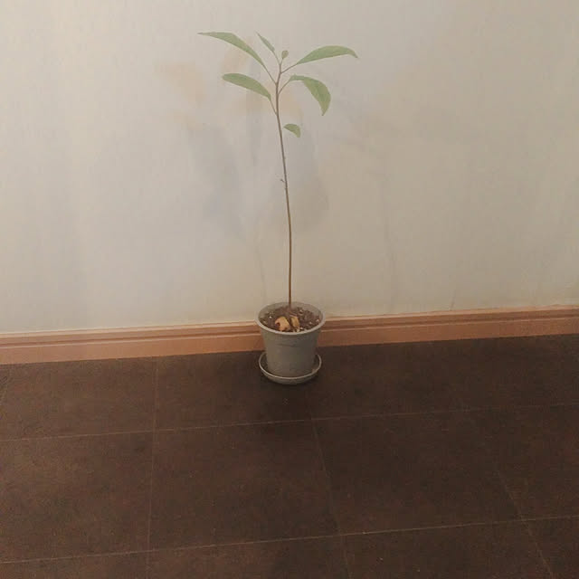 magnoliaさんの実例写真