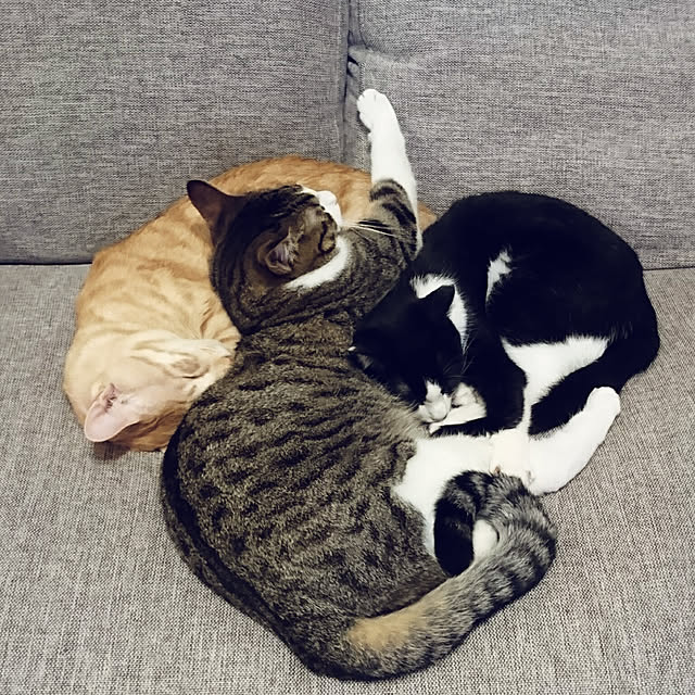 shiiiさんの実例写真