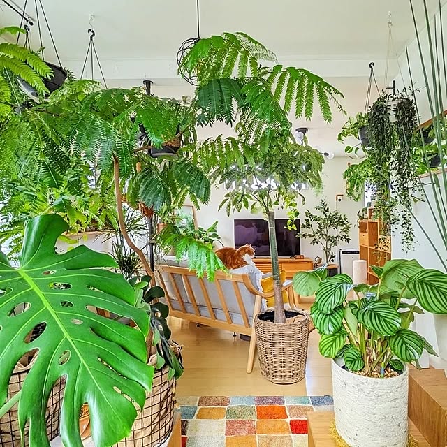 リビング/観葉植物のある暮らし/観葉植物インテリア/植物のある暮らし/北欧インテリア...などのインテリア実例 - 2023-04-05 12:18:58