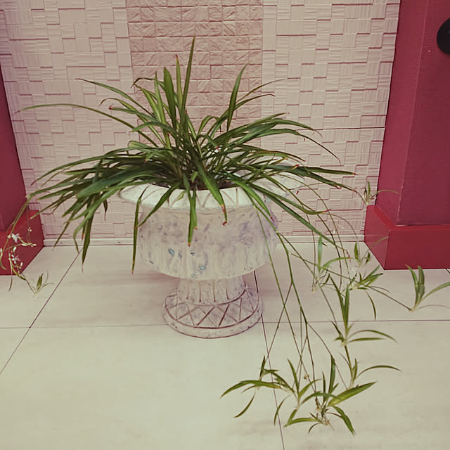 壁/天井/ハンドメイド/観葉植物/カフェ風のインテリア実例 - 2019-10-10 15:54:17