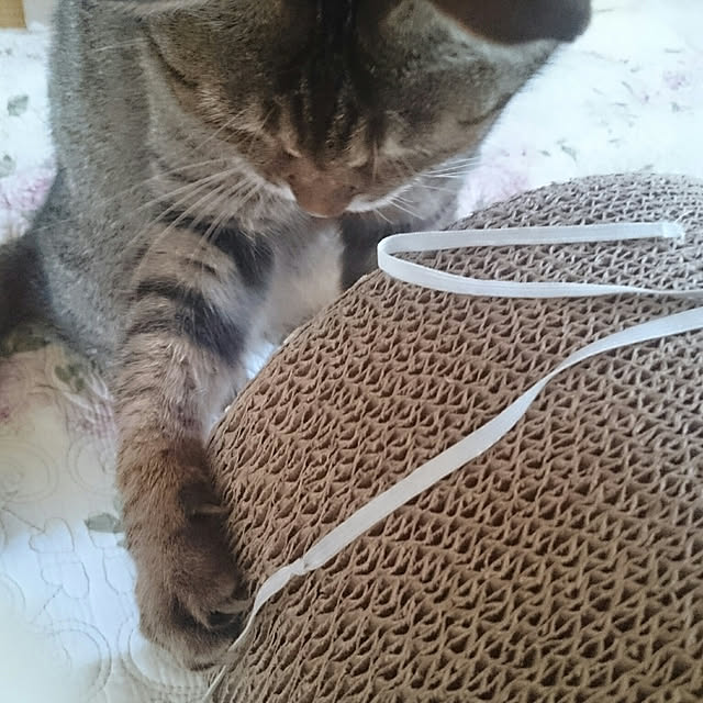 lilyさんの実例写真