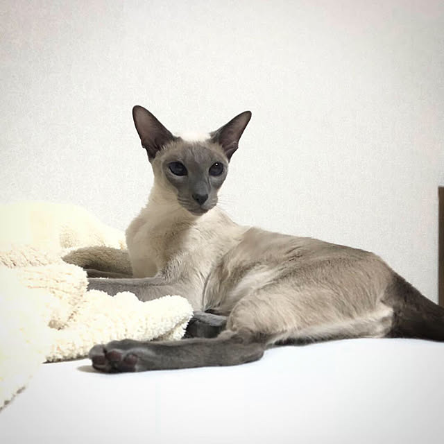 mujinekoさんの実例写真