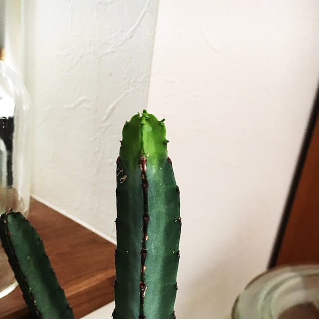 yuminkoさんの実例写真