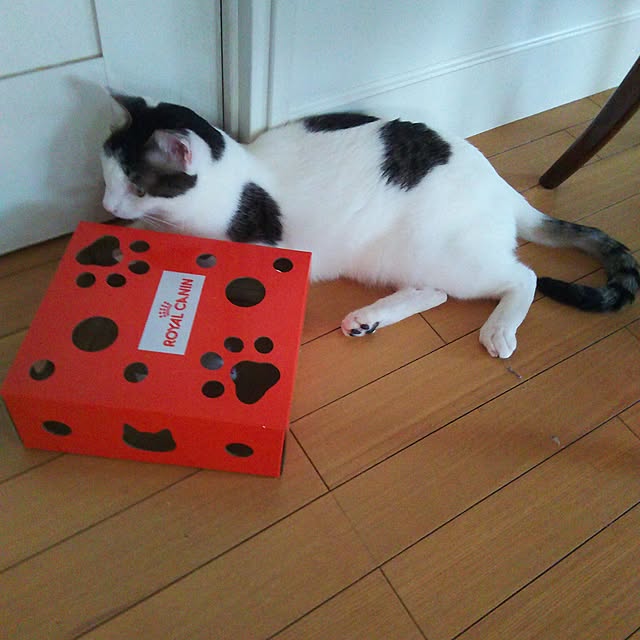 sakuraさんの実例写真