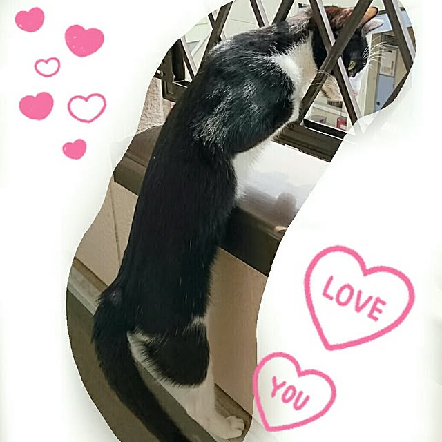 shiiiさんの実例写真