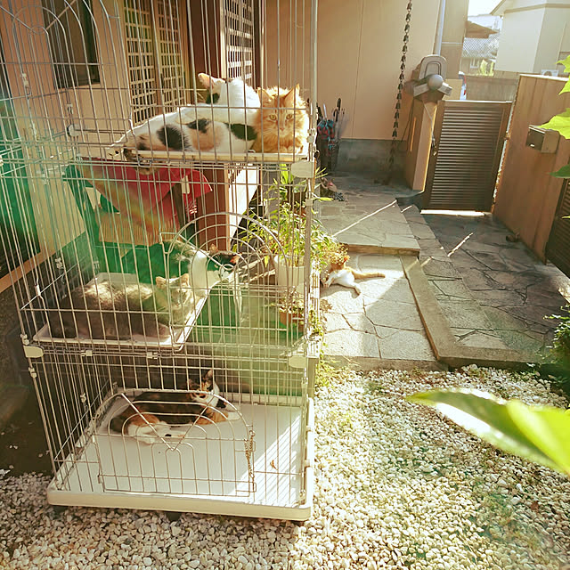 uchizukonyanさんの実例写真