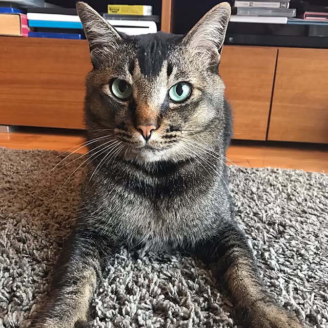 noraさんの実例写真