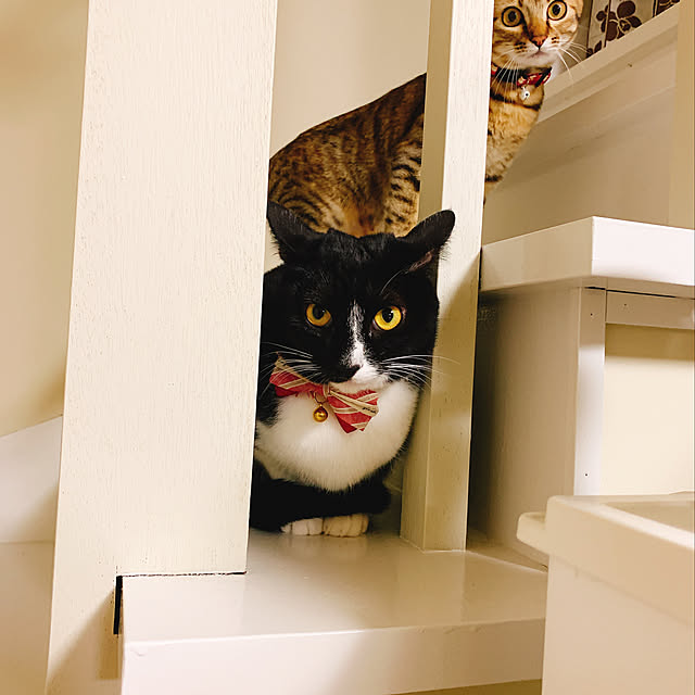 harukaさんの実例写真