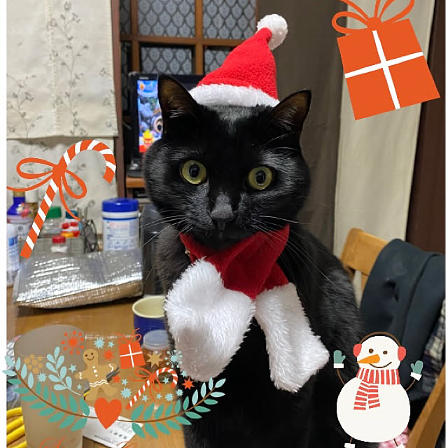 you-goさんの実例写真