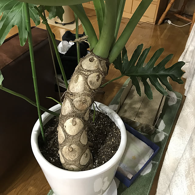 daikichiさんの実例写真