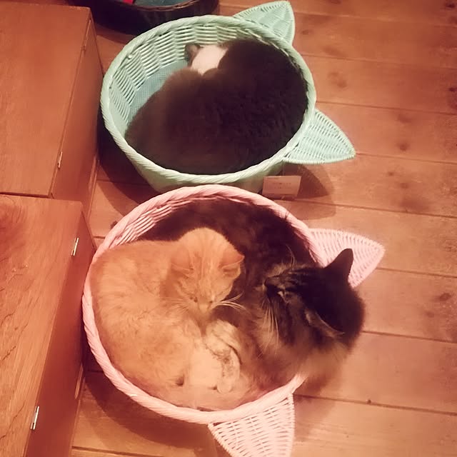 Maki-nekomamireさんの実例写真