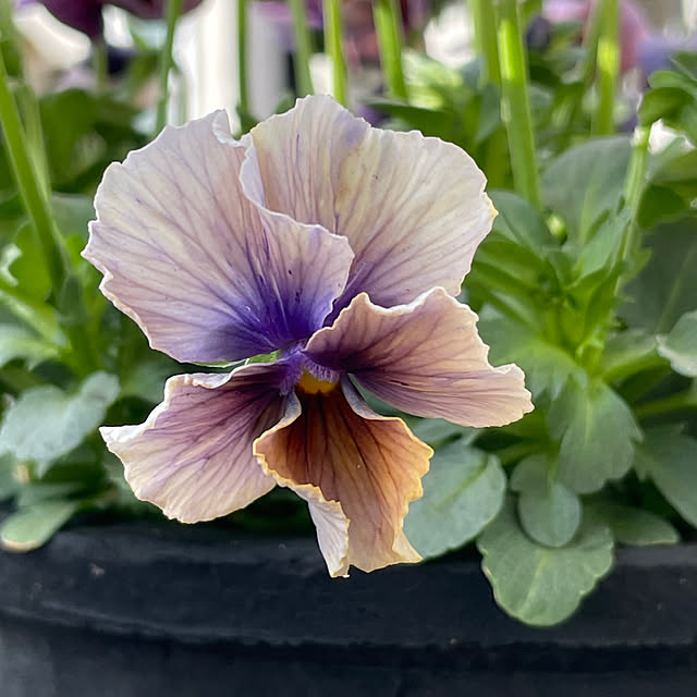 shiropenguinさんの部屋