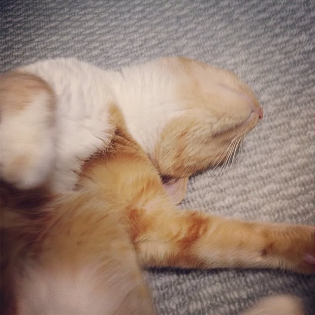 Yurinaさんの実例写真