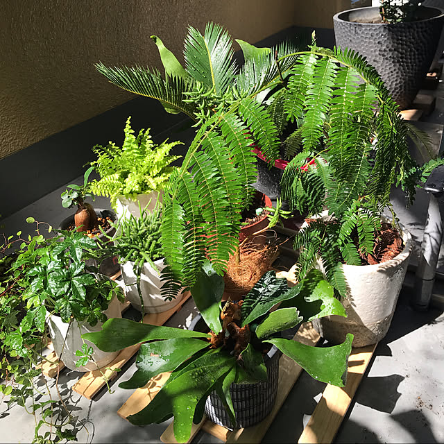 ベランダ/観葉植物/賃貸/グリーンのある暮らし/玄関/入り口のインテリア実例 - 2020-03-22 09:01:11