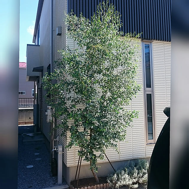 maLuさんの実例写真