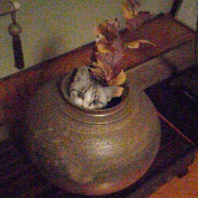 sayabananaさんの実例写真