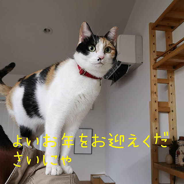 koyurizuさんの実例写真