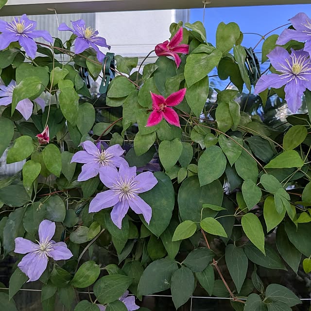 kazuさんの部屋