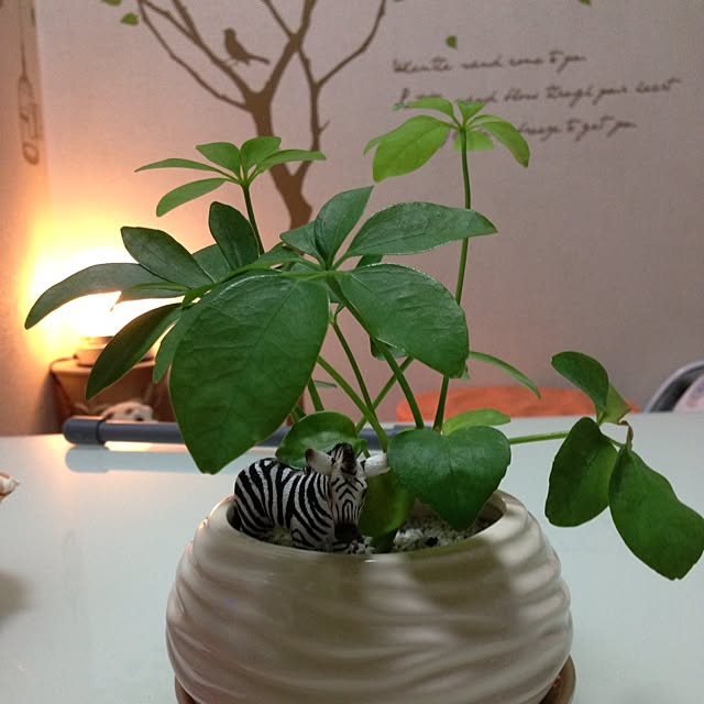 kiyomiさんの実例写真
