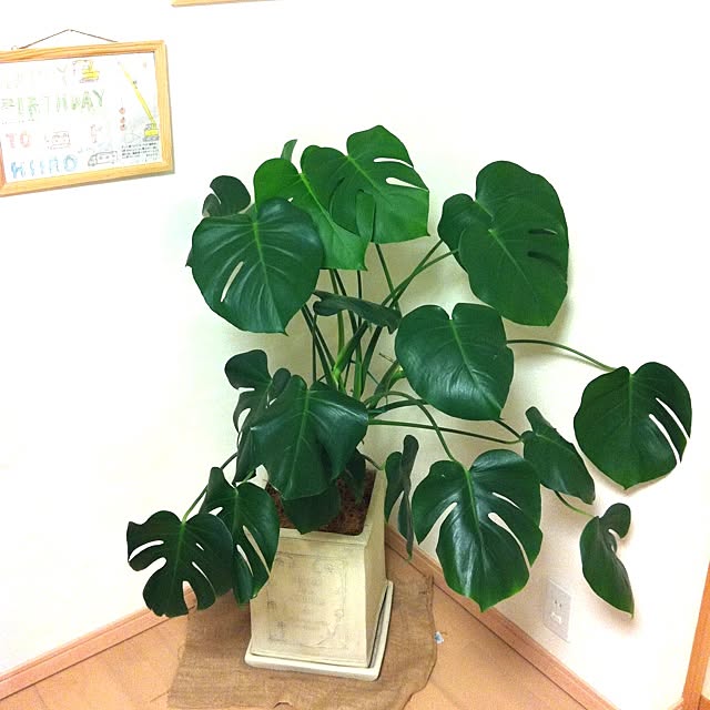 todさんの実例写真