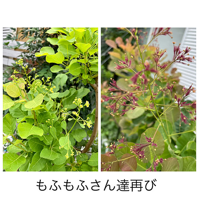 asako.10さんの実例写真