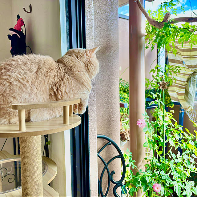 naokoさんの実例写真