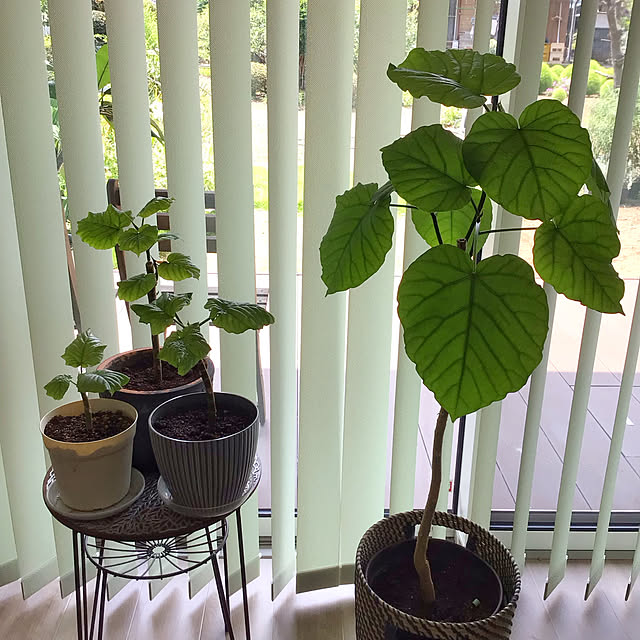 houenさんの部屋