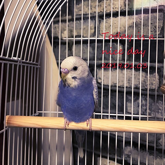 SAKICHIさんの実例写真