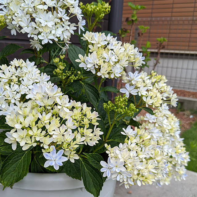 s_h_yさんの実例写真