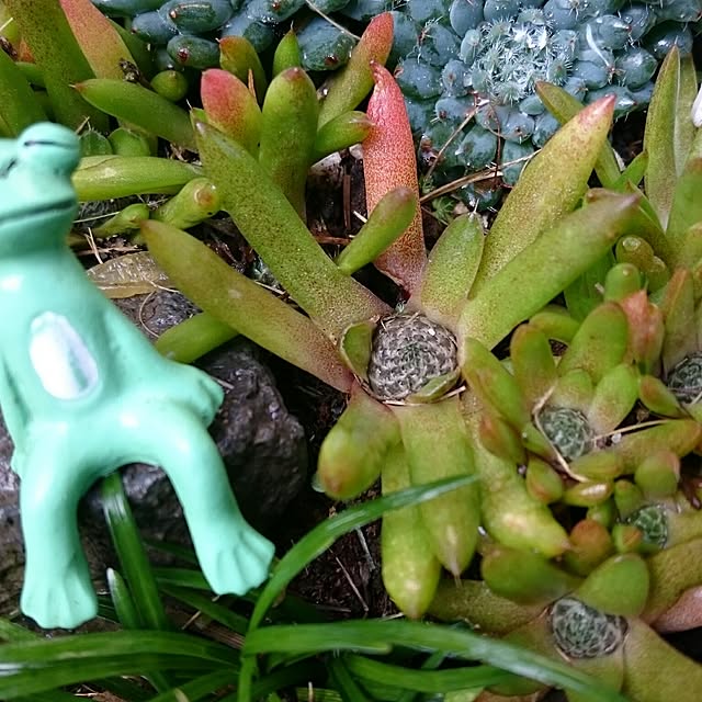 aomonさんの実例写真