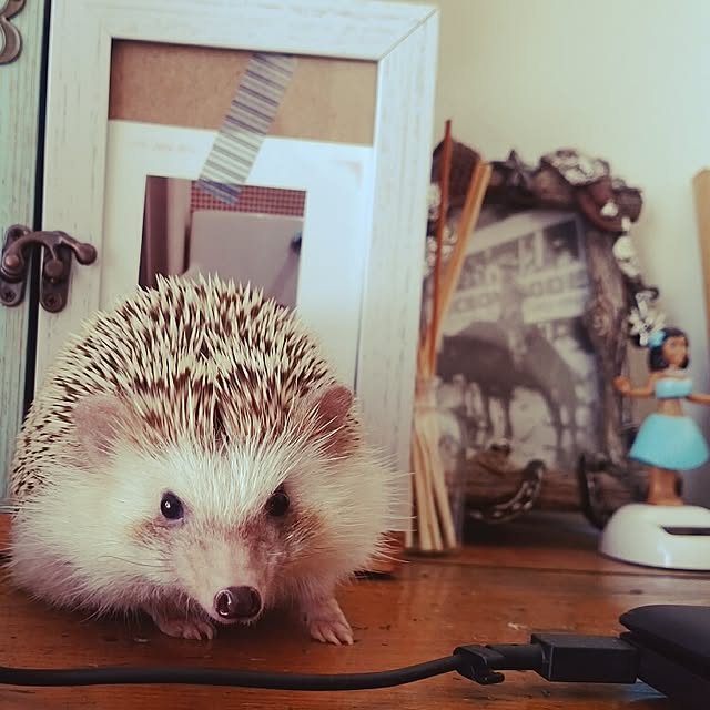 kuruさんの実例写真