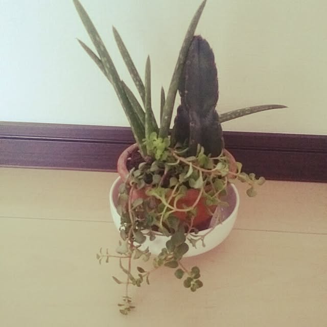 cocomamaさんの実例写真