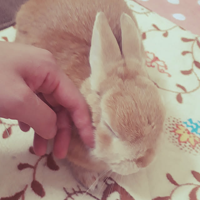 aiさんの実例写真