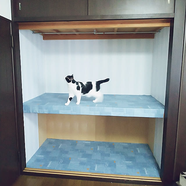 棚/セリア/日本家屋のインテリア実例 - 2020-05-19 19:59:27