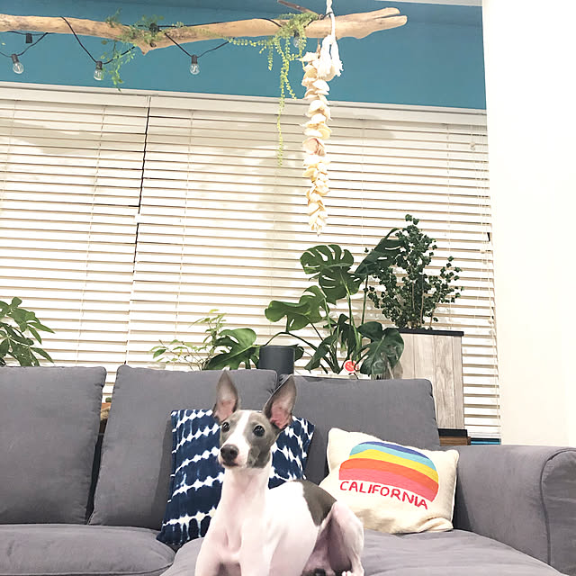 diy-bosscoさんの実例写真