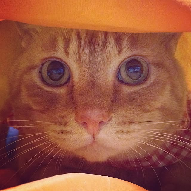 llnokollさんの実例写真