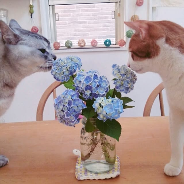 tamacharouさんの実例写真