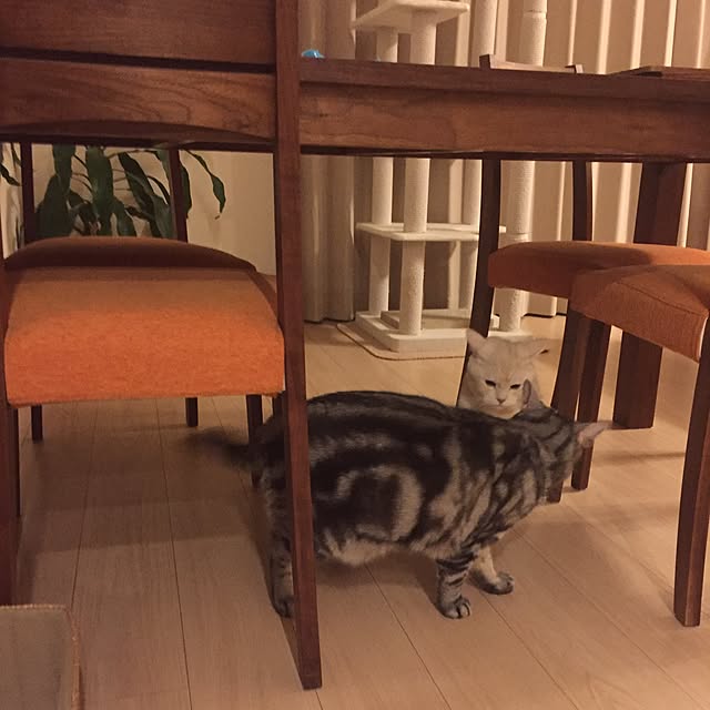y.k.0123さんの実例写真