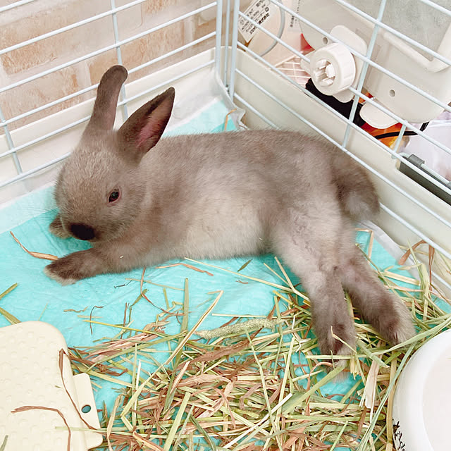 fumofumoさんの実例写真