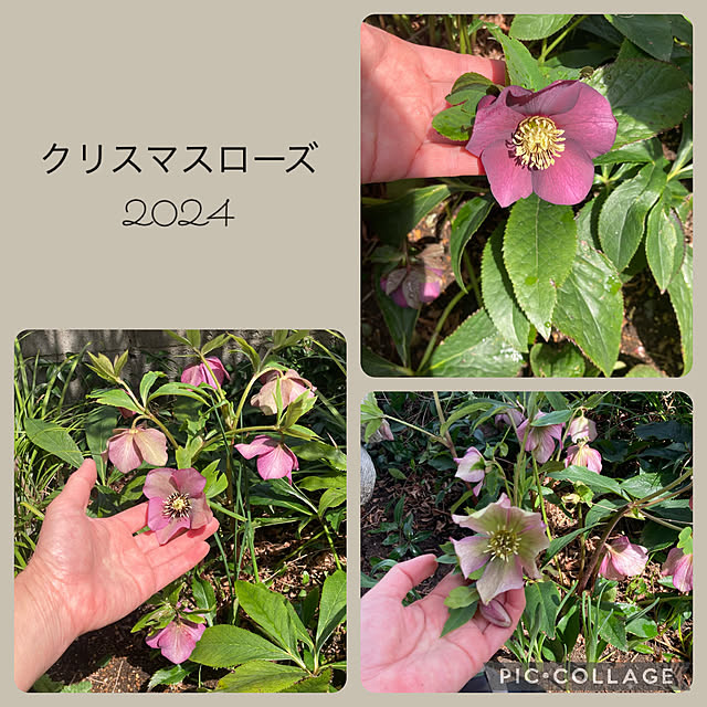 CoCo0617さんの部屋