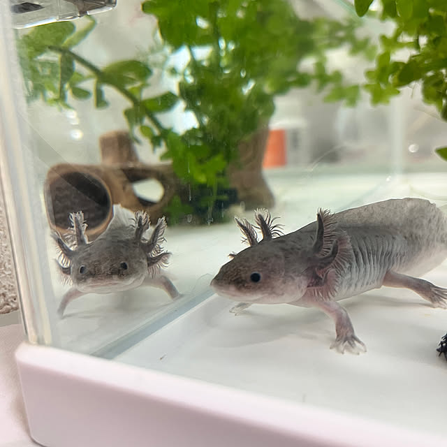 hanihaniさんの部屋