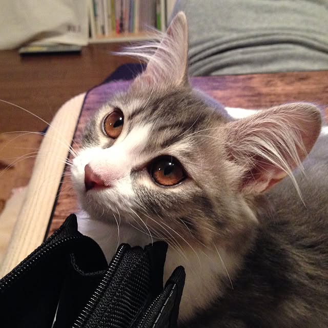 fuuさんの実例写真