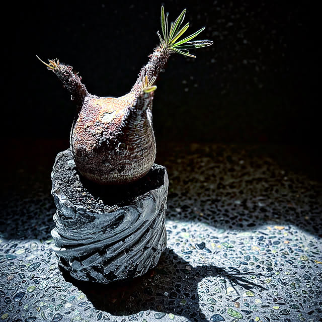 Taiyo_smさんの実例写真