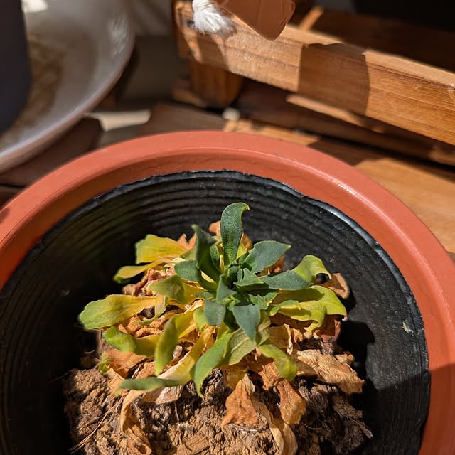 KOHAKUさんの部屋