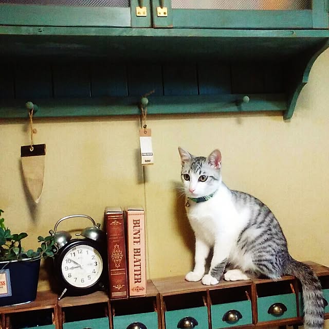 syungikuさんの実例写真