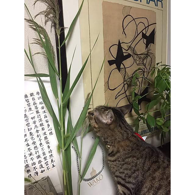catwomanさんの実例写真