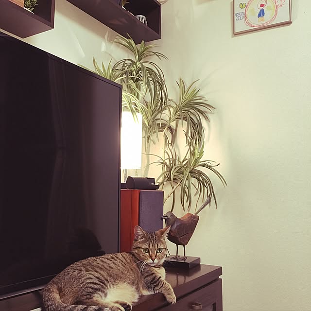 nono87さんの実例写真