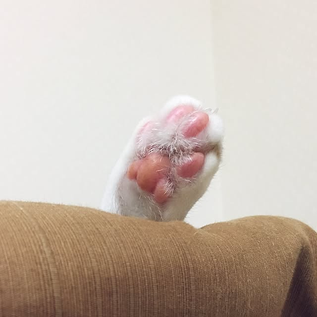 baronkotarouさんの実例写真