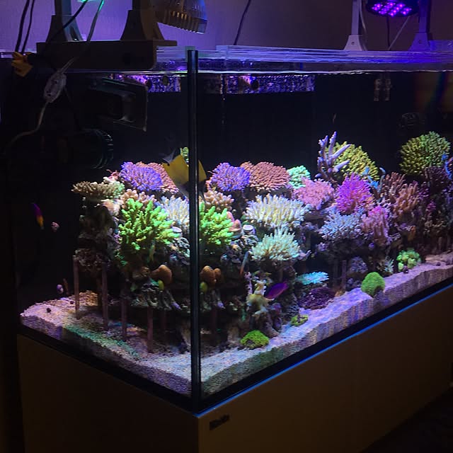 aquarium_seaさんの実例写真